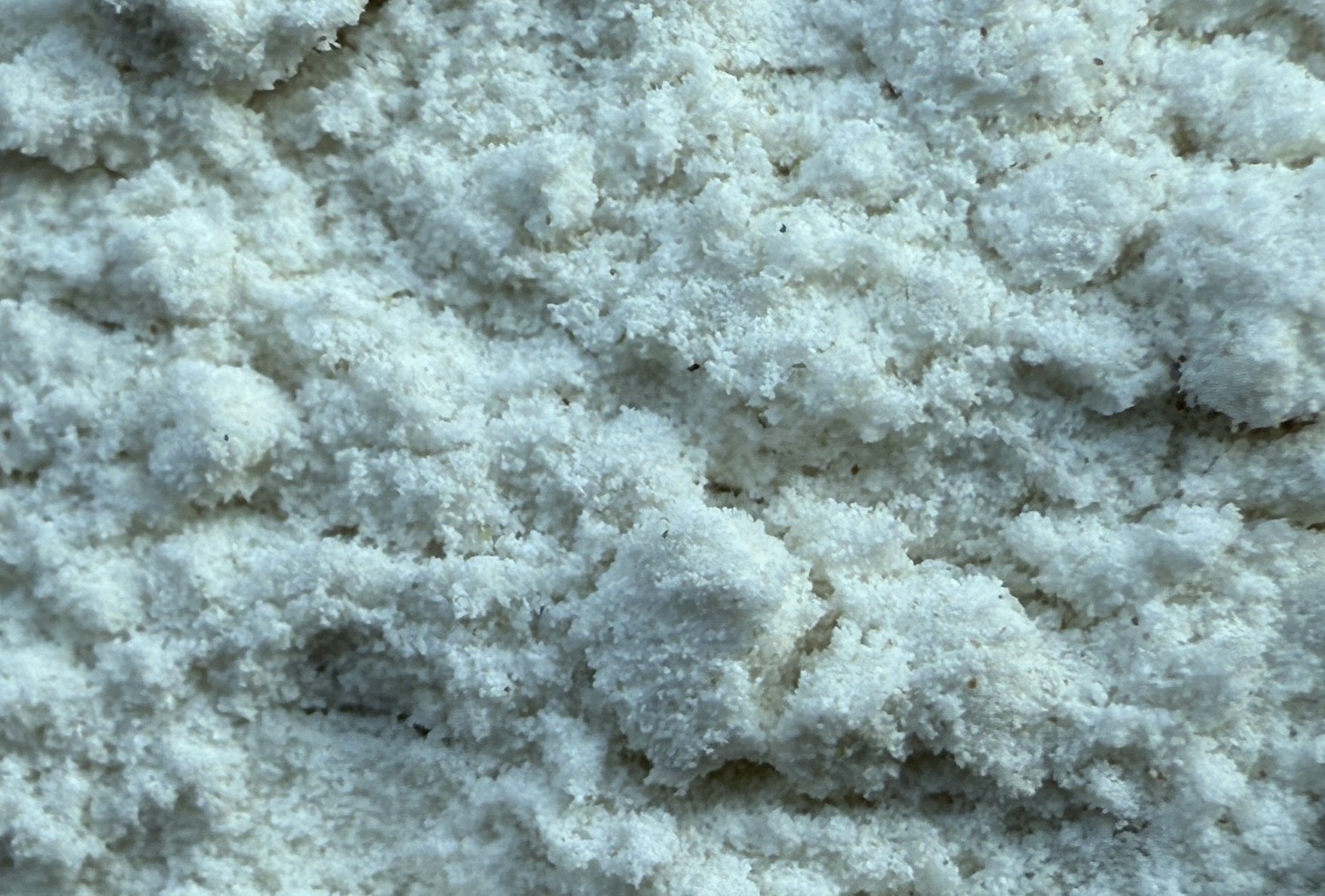 buckwheatflour (2).jpg